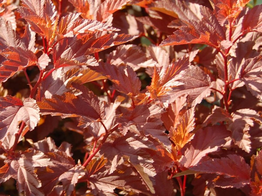 Пузыреплодник Литтл Энджел