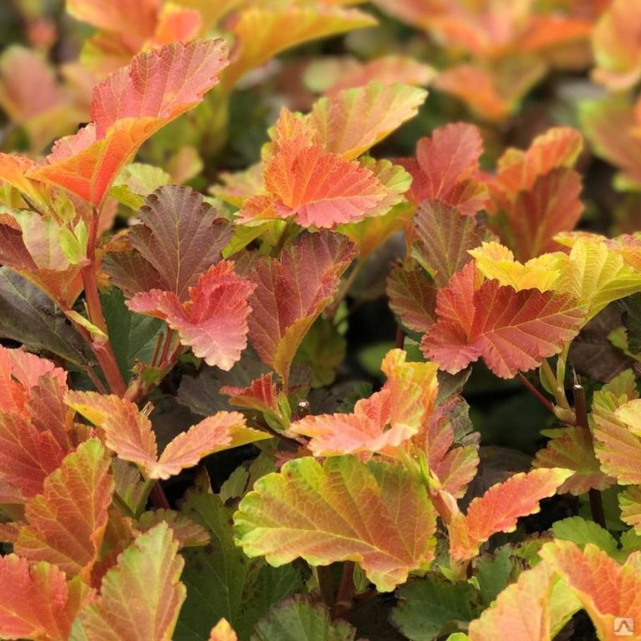 Пузыреплодник Эмбер Джубили