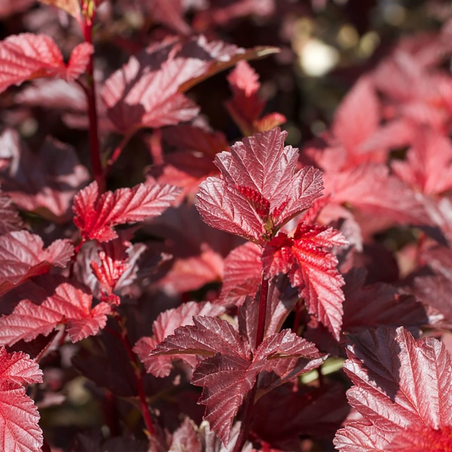 Пузыреплодник Литтл Энджел