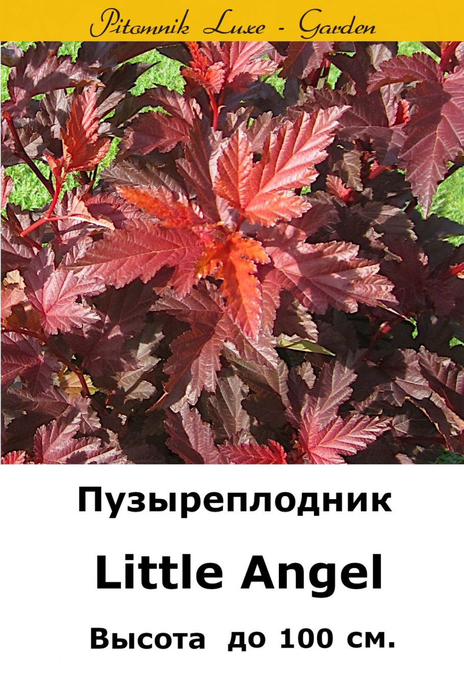 Пузыреплодник калинолистный little Angel