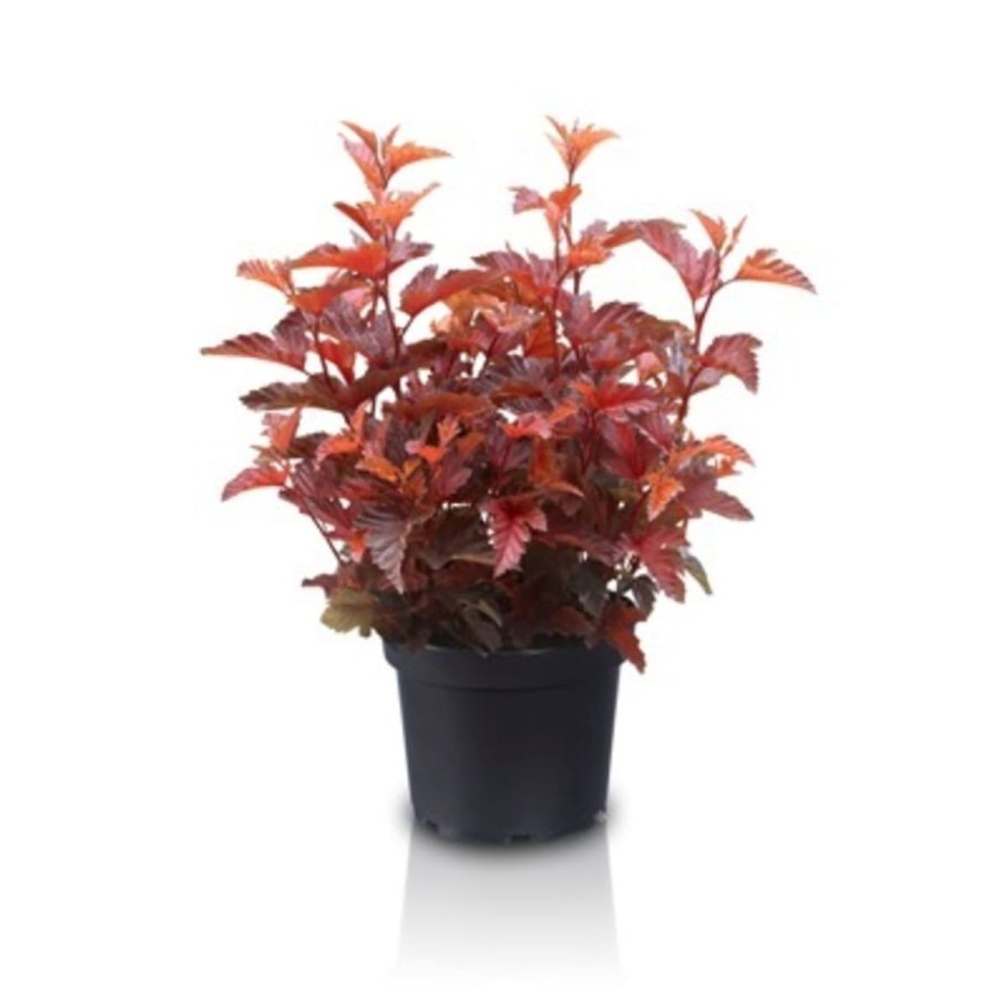 Physocarpus_opulifolius_Hedge