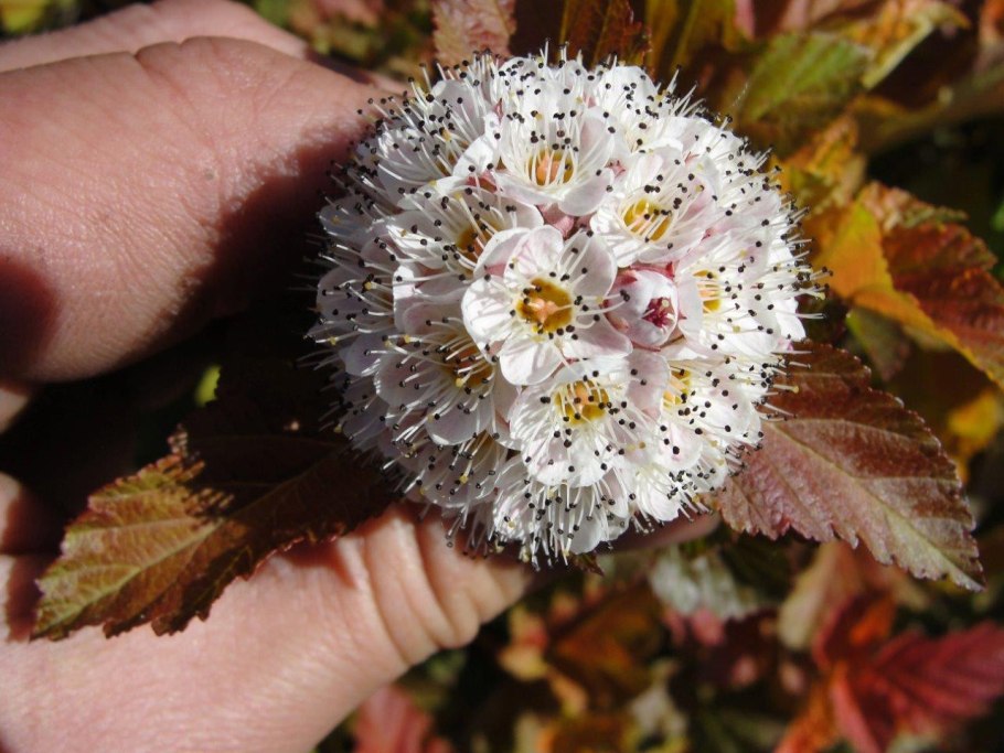 Physocarpus opulifolius Amber Jubilee