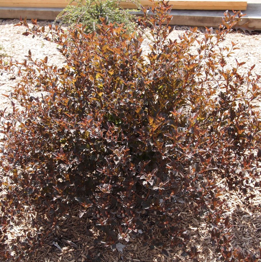 Пузыреплодник калинолистный (Physocarpus opulifolius &#96;little Angel&#96;)