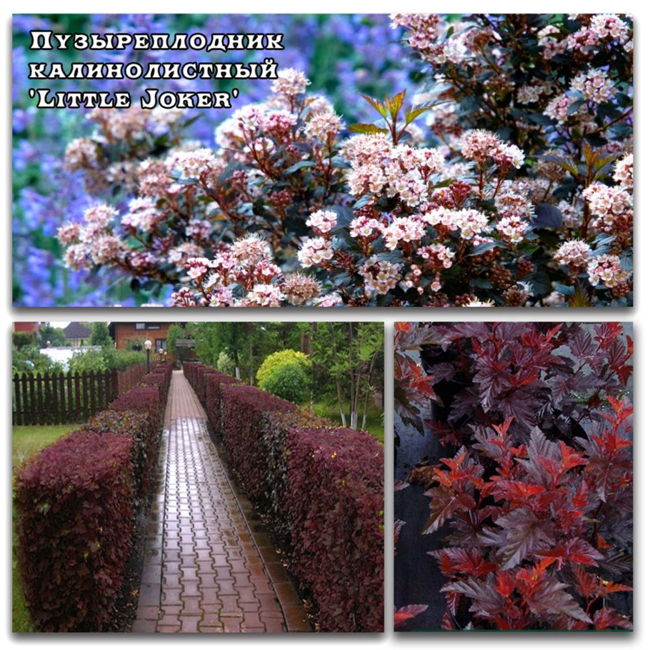 Пузыреплодник калинолистный little Joker