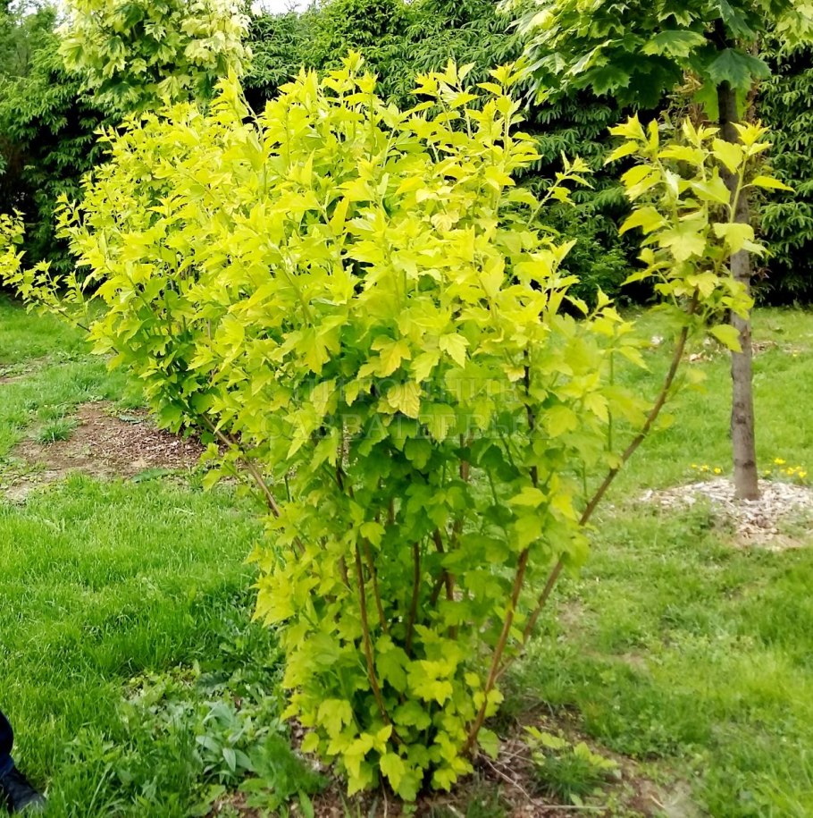 Пузыреплодник энжен Голд