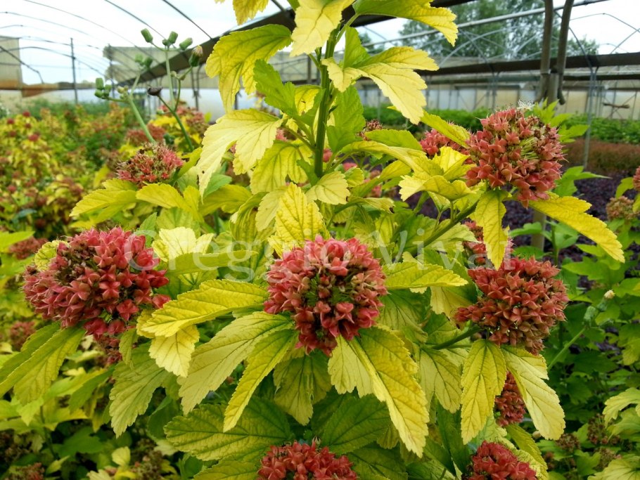 Пузыреплодник Angel Gold