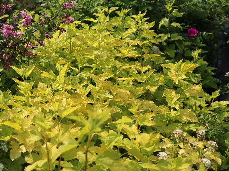 Пузыреплодник Литтл девил