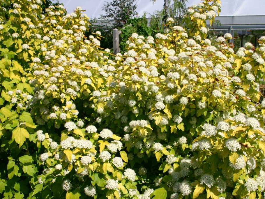 Пузыреплодник калинолистный Здеховице