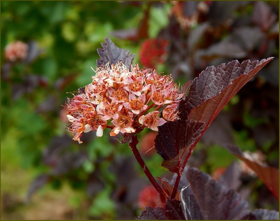 Пузыреплодник калинолистный Ауреа