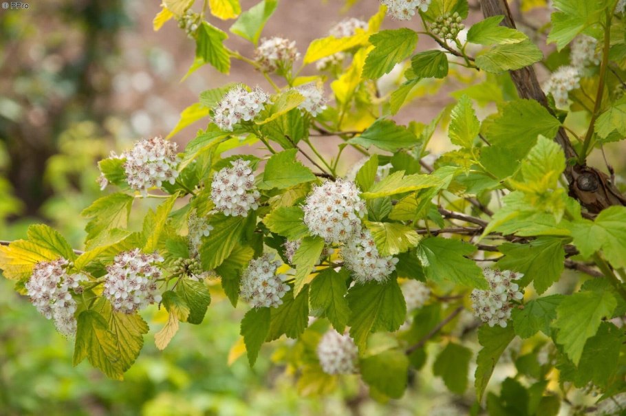 Пузыреплодник Angel Gold