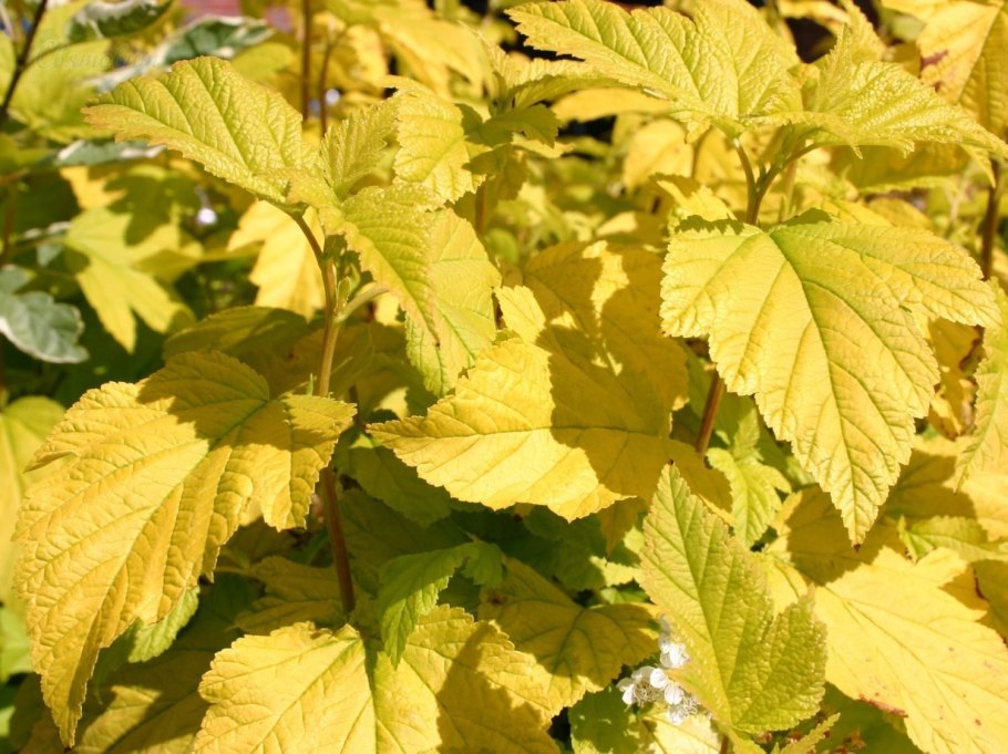 Пузыреплодник калинолистный little Devil