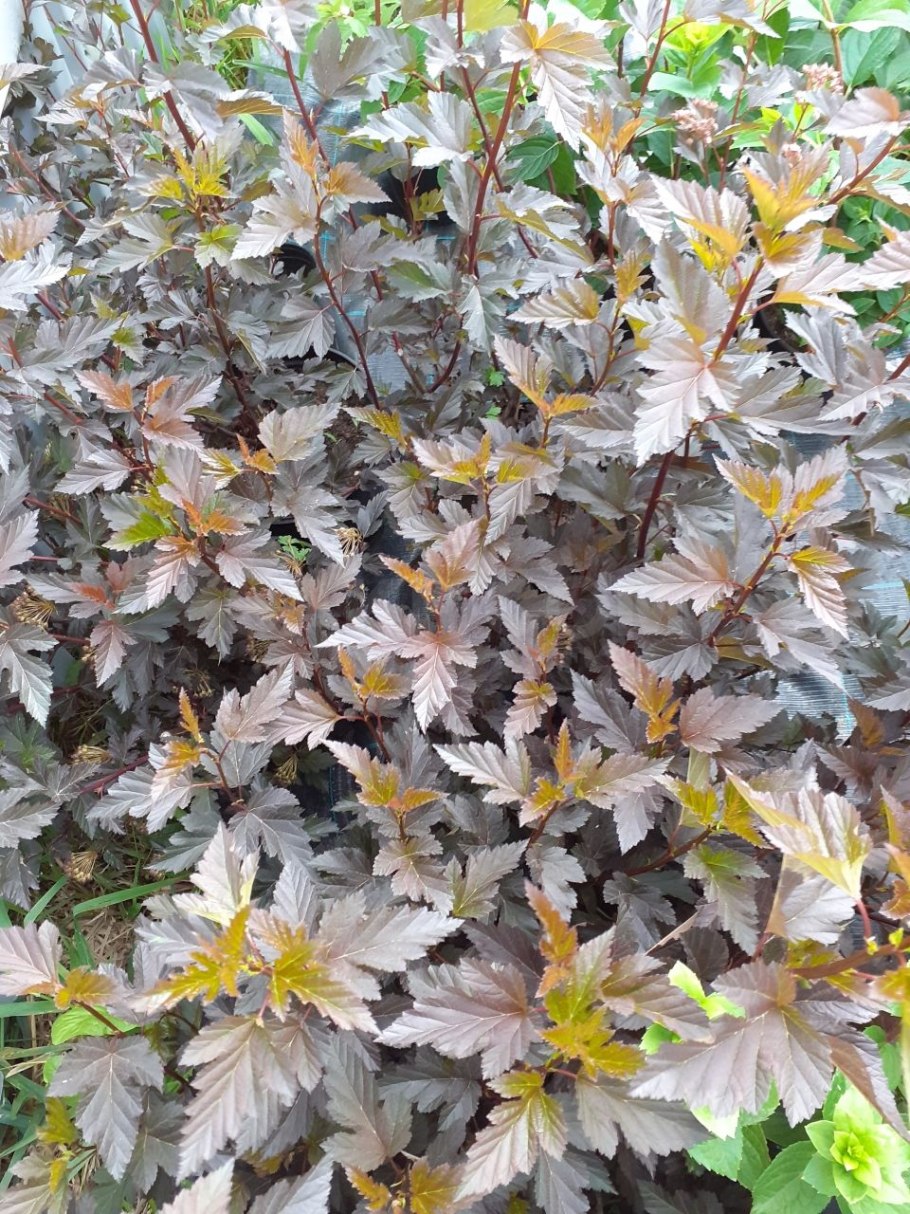 Пузыреплодник калинолистный (сорт 'little Joker'®)