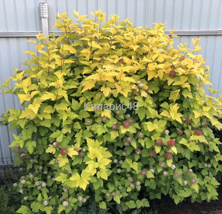 Пузыреплодник калинолистный "Литтл девил"