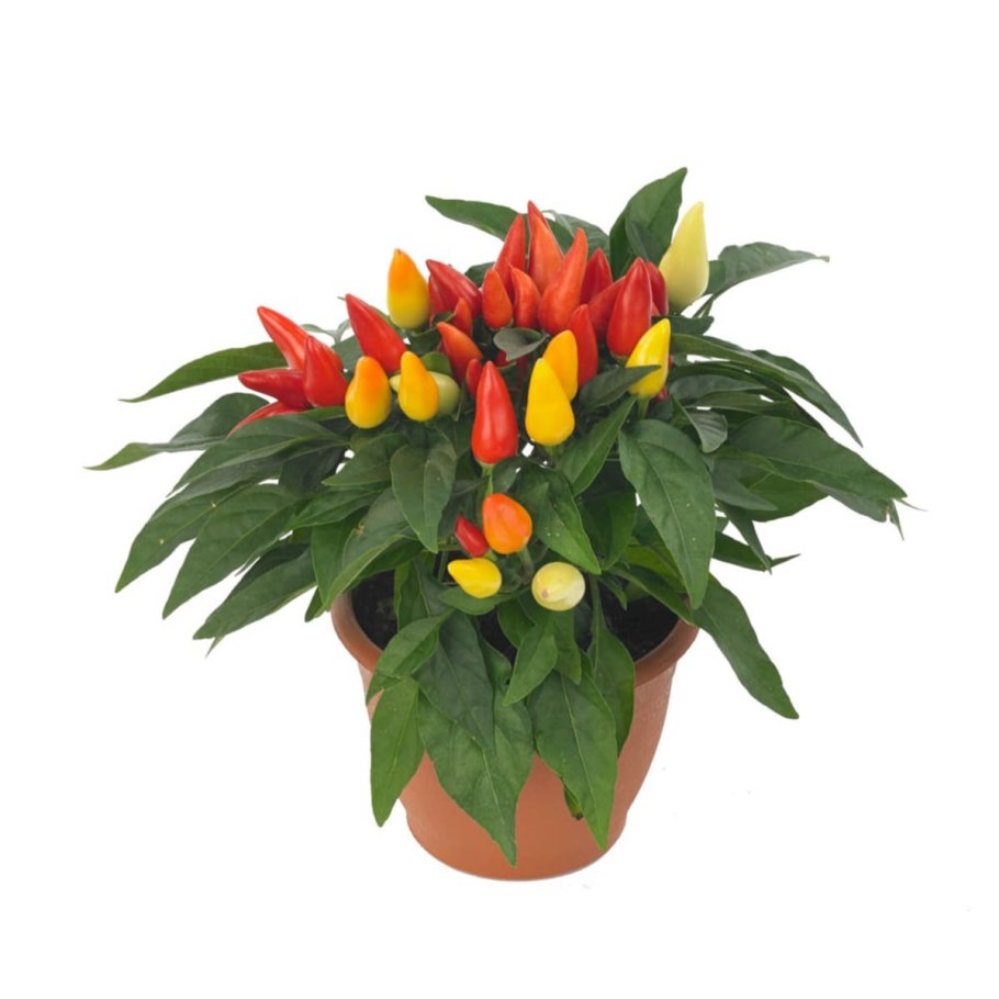 Декоративный перец капсикум