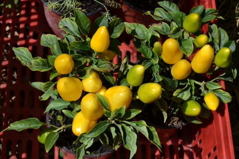 Капсикум перец