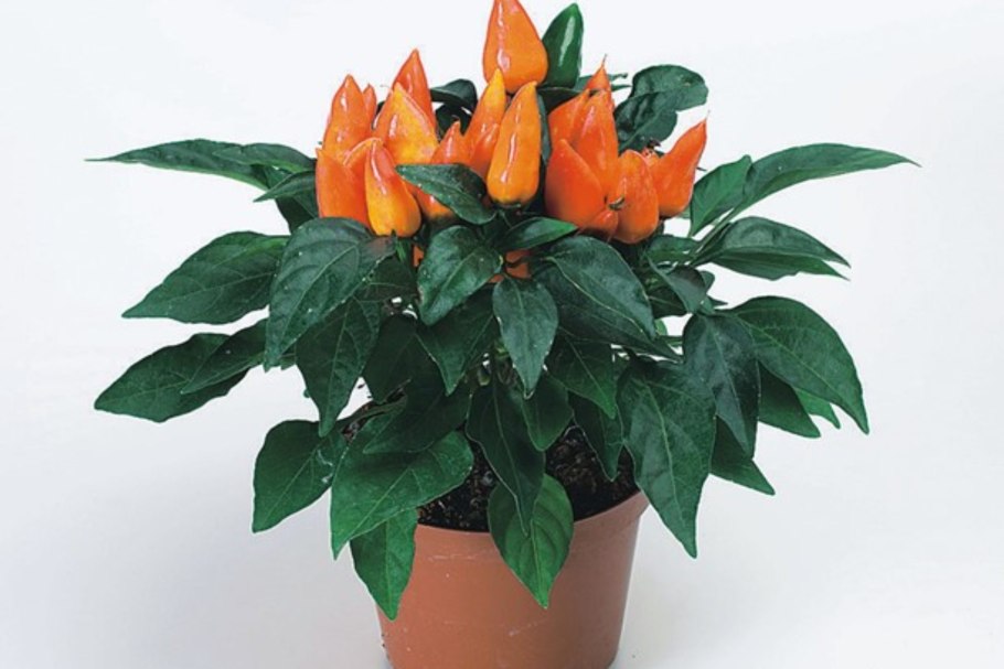 Капсикум кустарниковый