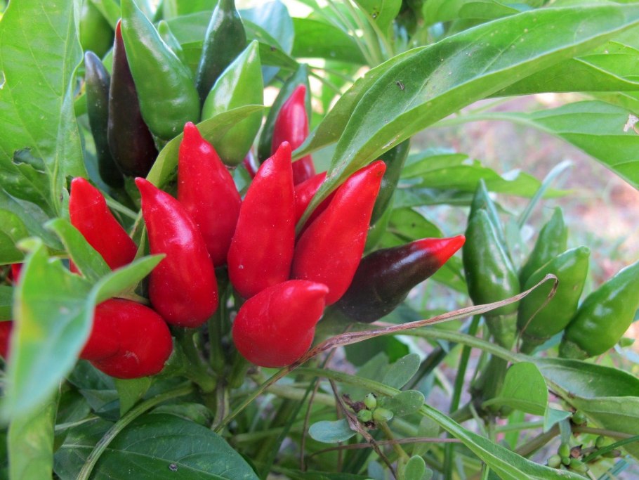 Перец острый ампельный