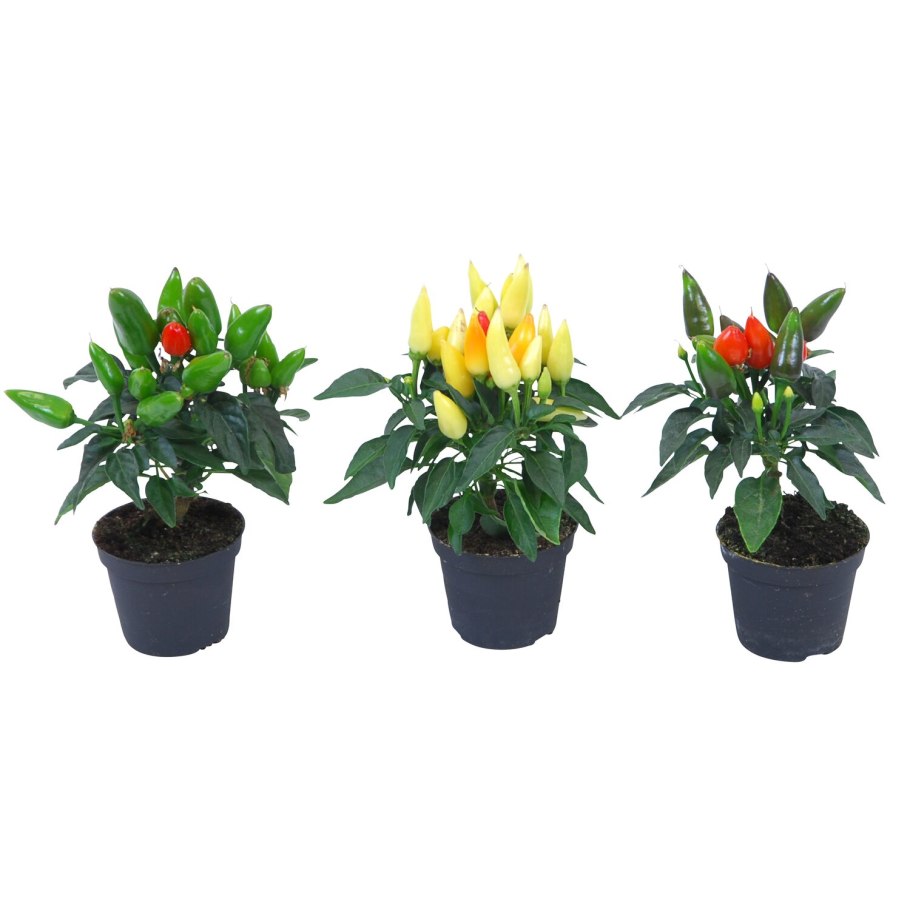 Перец сладкий Сандра