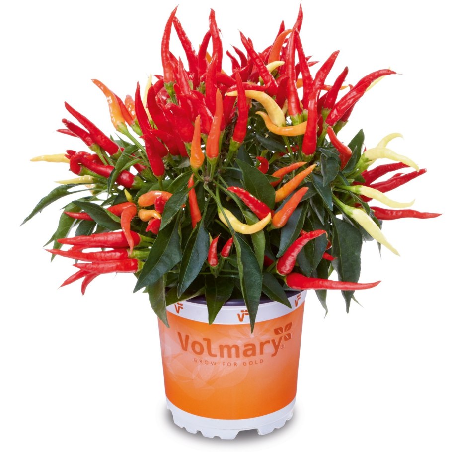 Острый перец Candlelight Mutant