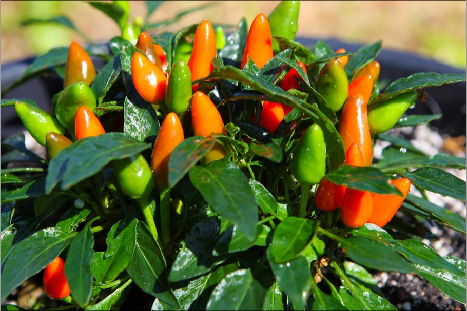 Перец острый декоративный алладин