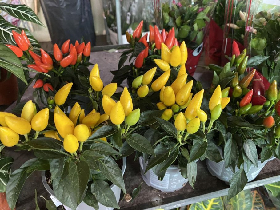 Перец беладонна f1