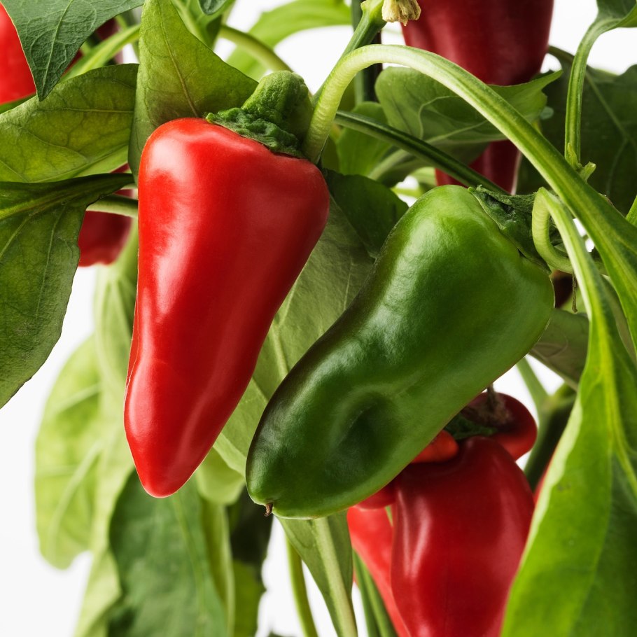 Перец огонь прерий