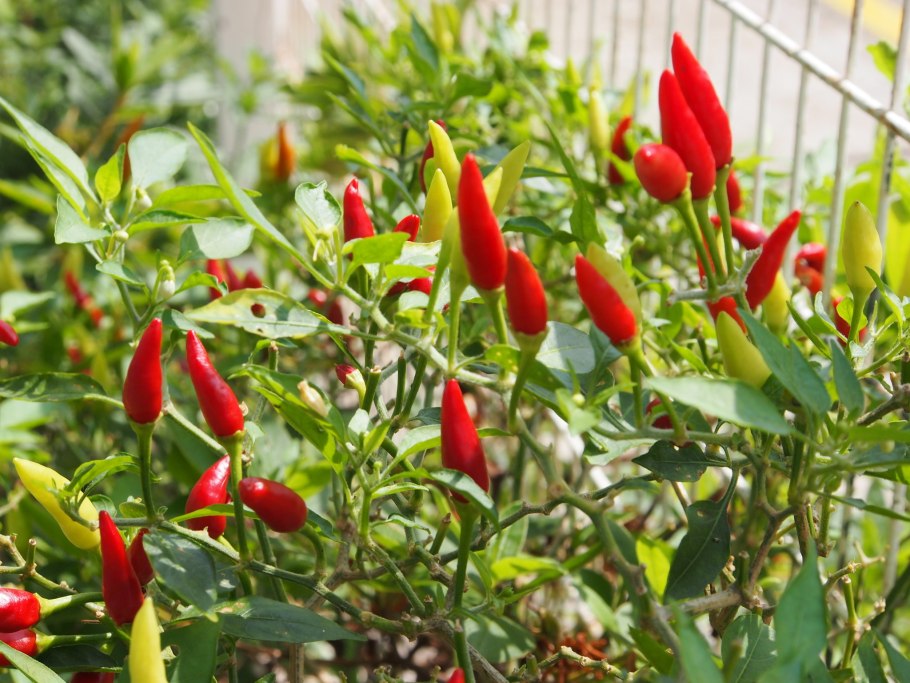 Декоративный перец Чили