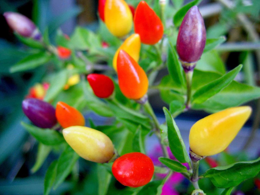 Красный перец - капсикум