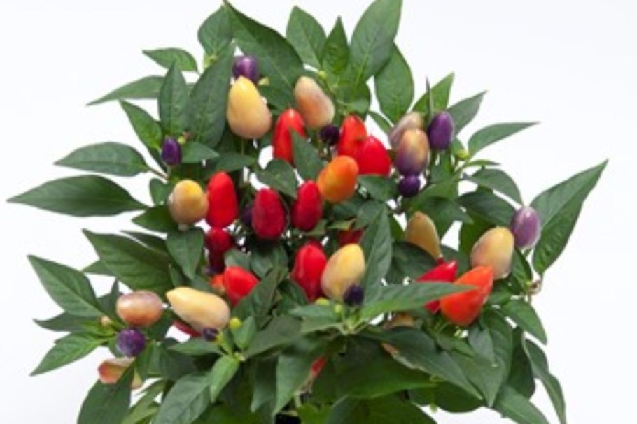 Перец Кармен кустарниковый