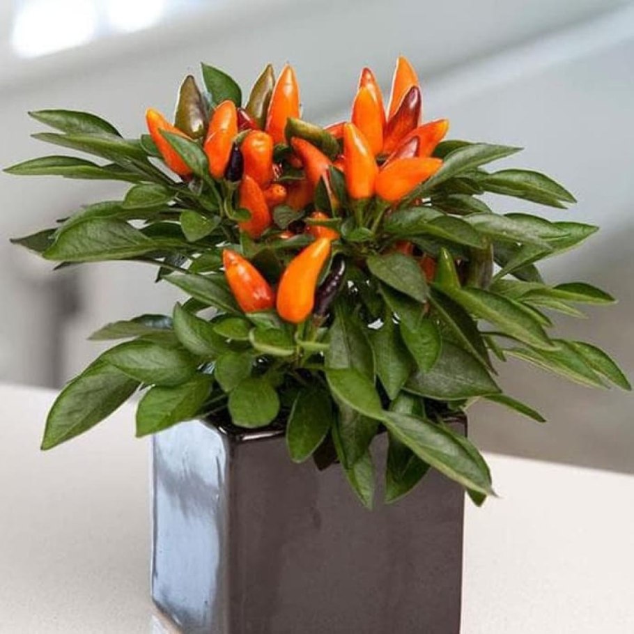 Капсикум аннуум