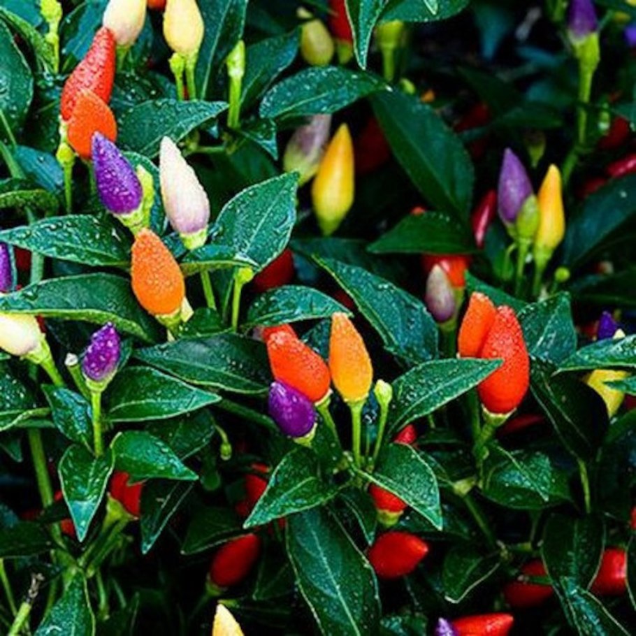 Capsicum annuum