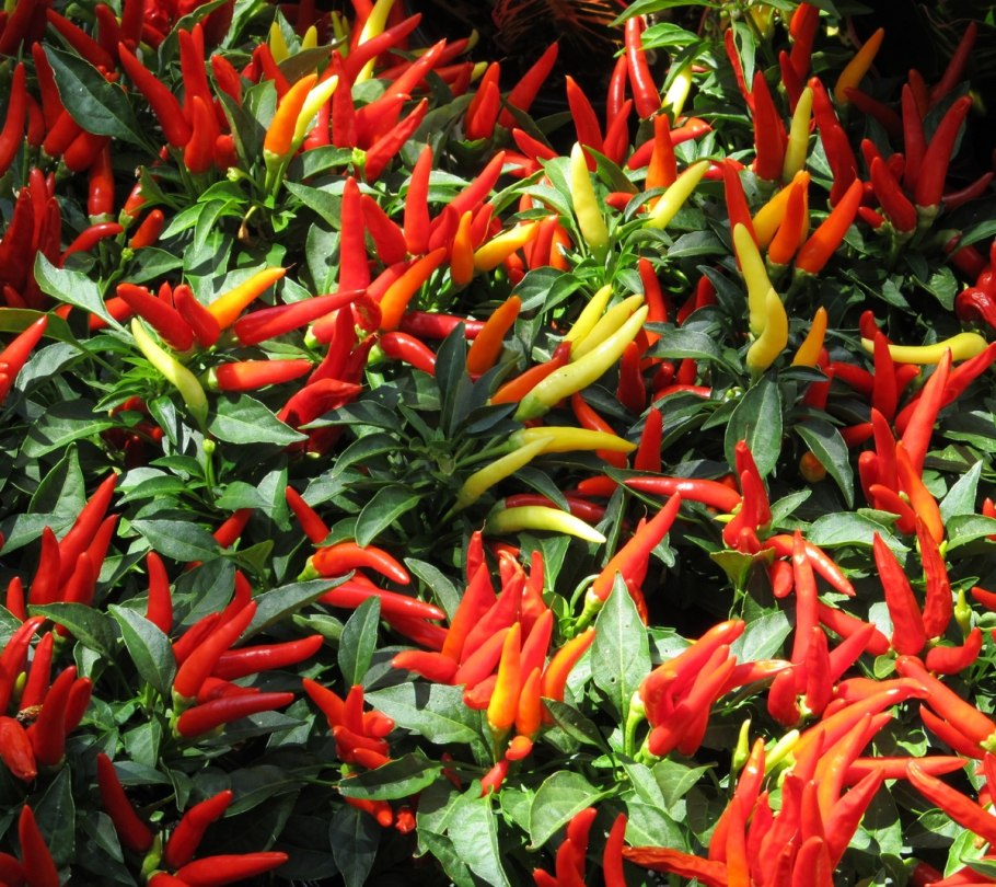 Декоративный перец капсикум