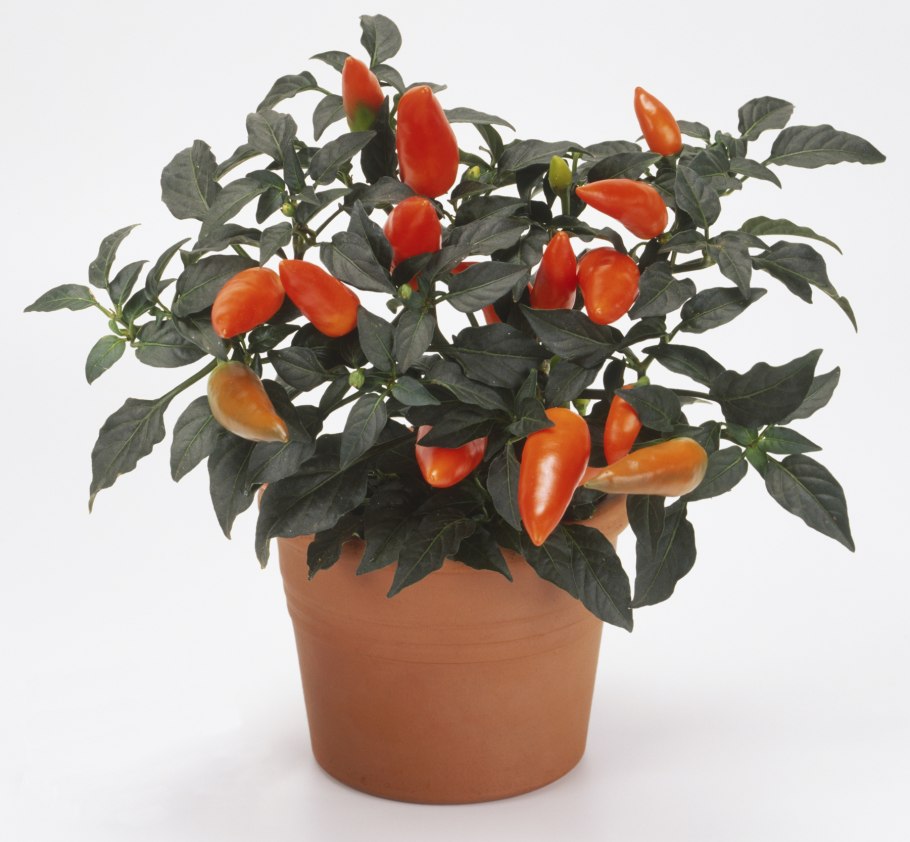 Красная ягода Чили