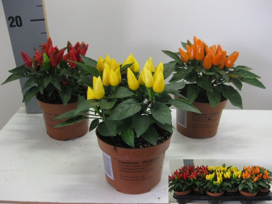 Капсикум Сомбреро