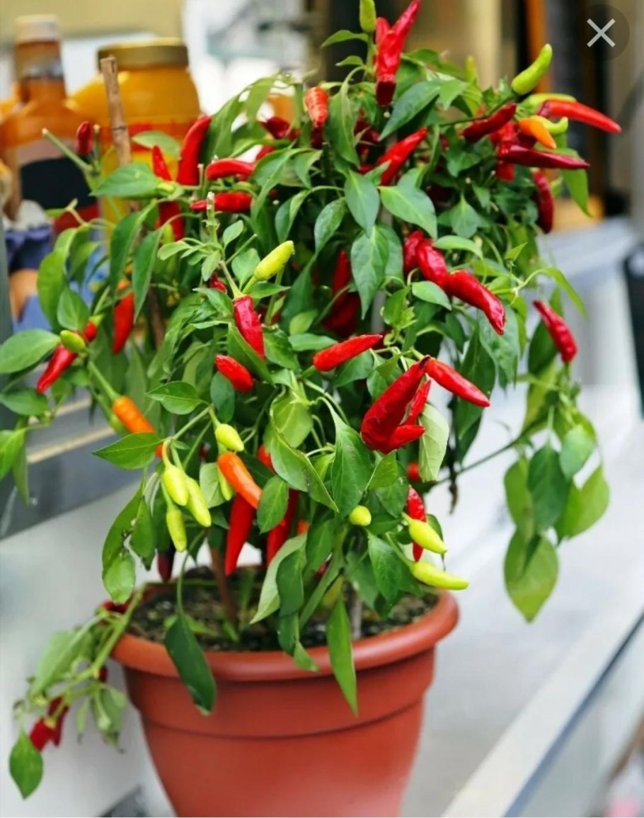 Капсикум микс (d-10)