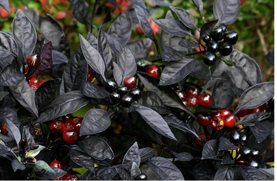 Перец (Capsicum annuum l.)