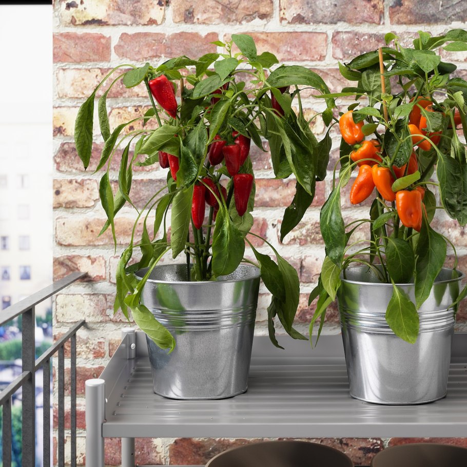 Капсикум кустарниковый