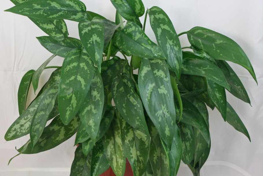 Аглаонема пятнистая