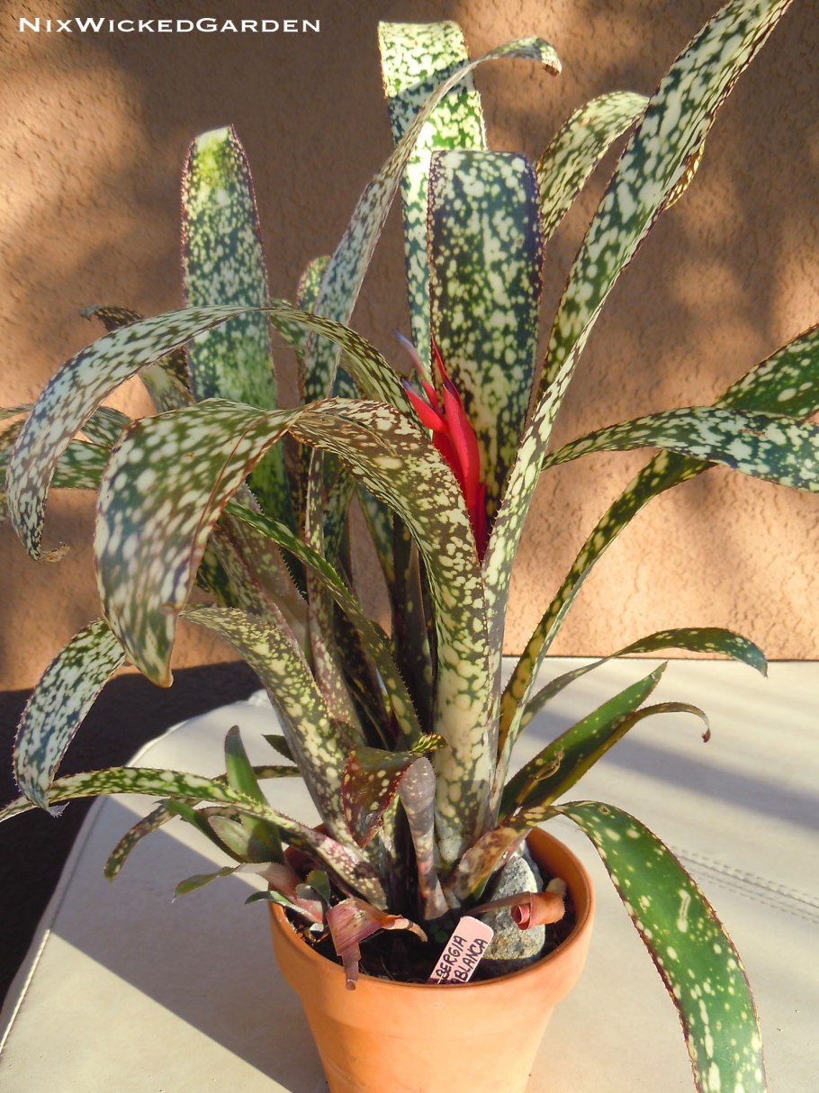 Сорта бильбергии