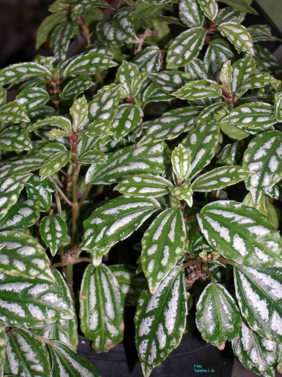 Пилея цветок комнатный