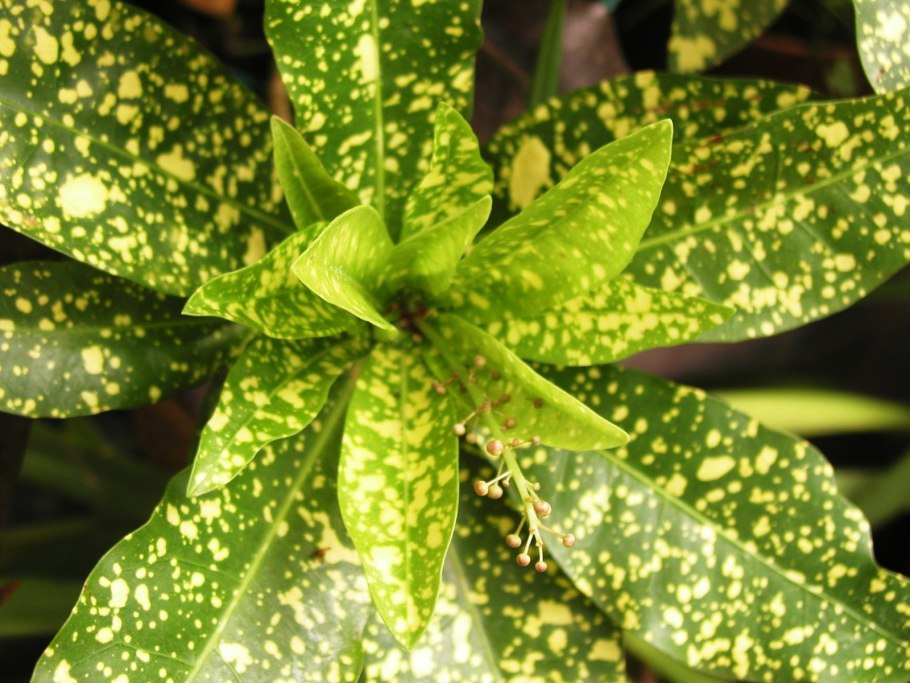 Кротон пятнистый пестролистный