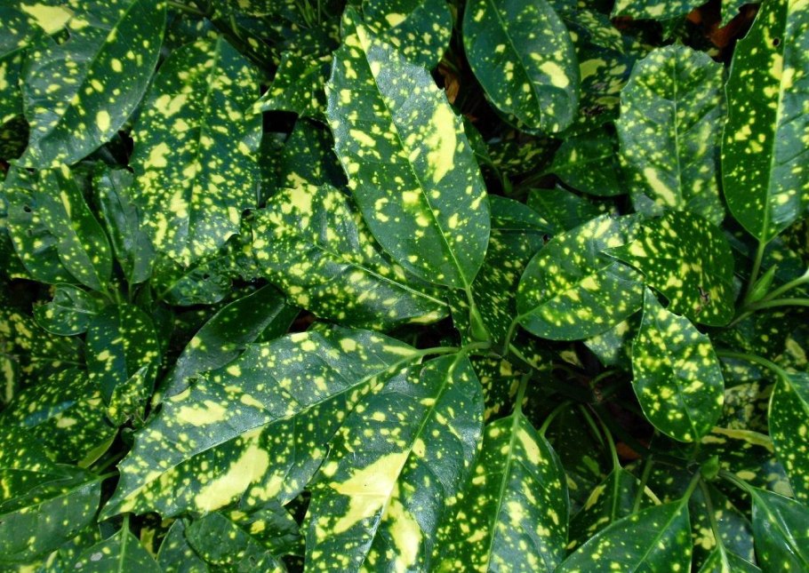 Аукуба Японика