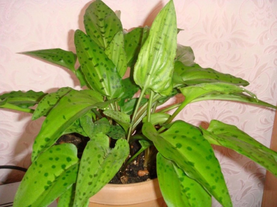 Дримиопсис кирка Вариегата