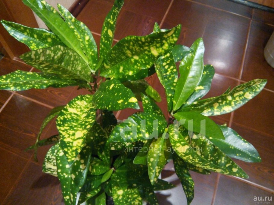 Кодиеум Голден Сан