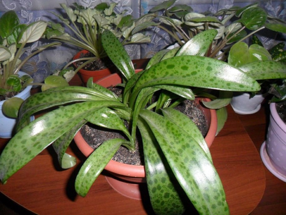 Дримиопсис пятнистый