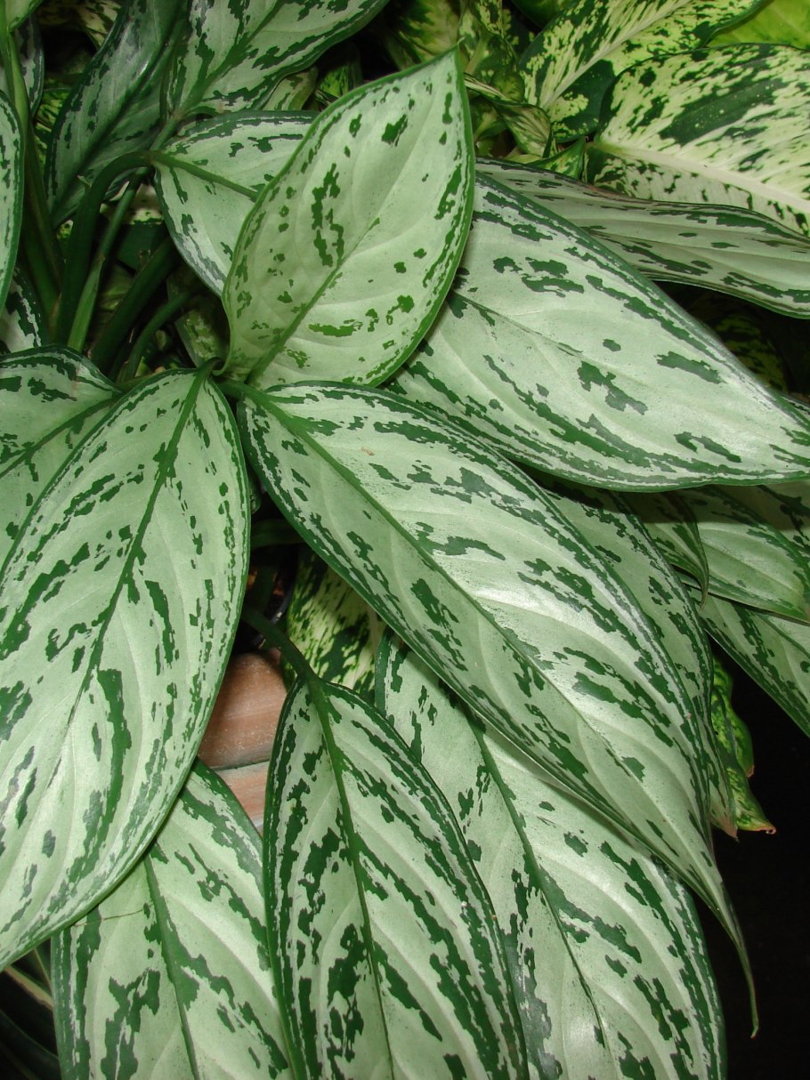 Аглаонема переменчивая (Aglaonema commutatum)