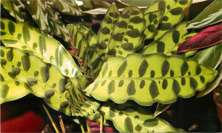 Калатея Леопардина