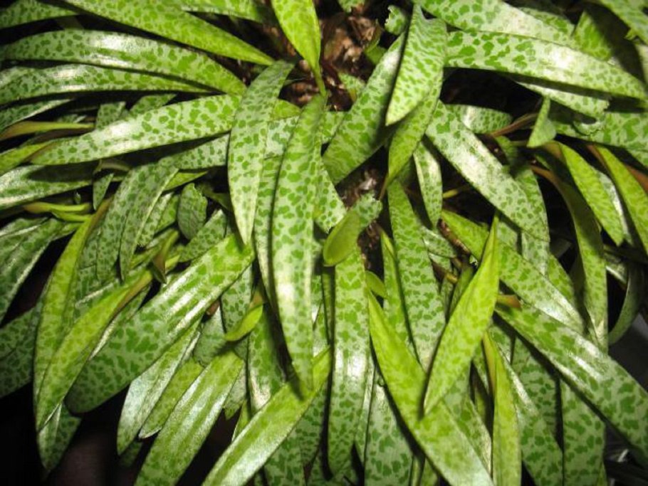 Пятнистые комнатные растения