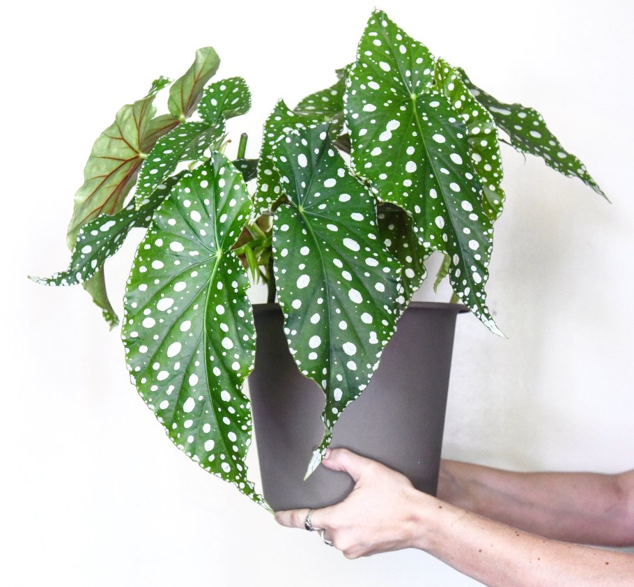 Бегония Кейн макулата