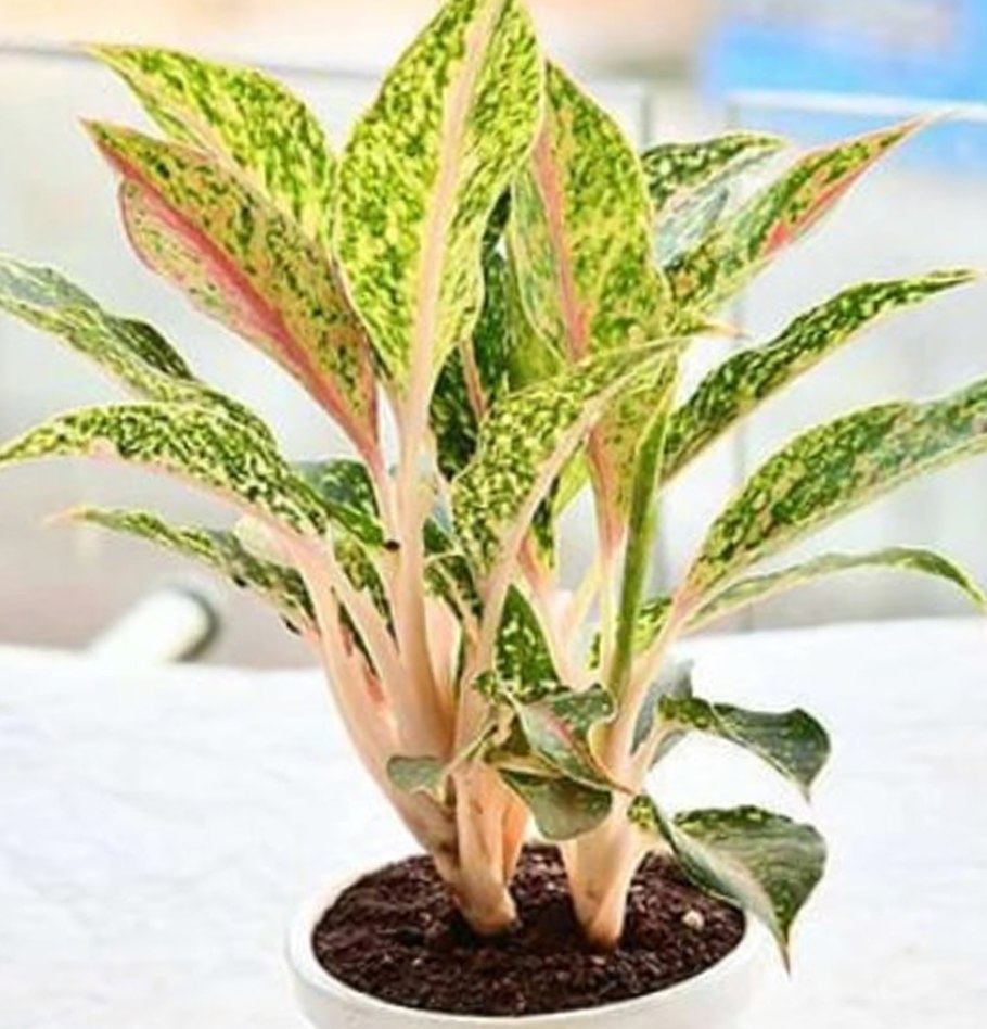 Кодиеум аукуба